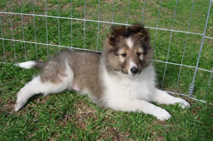 Rocky 1